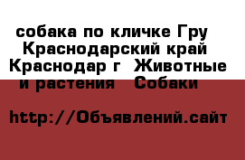 собака по кличке Гру - Краснодарский край, Краснодар г. Животные и растения » Собаки   